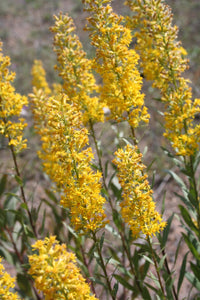 Solidago speciosa