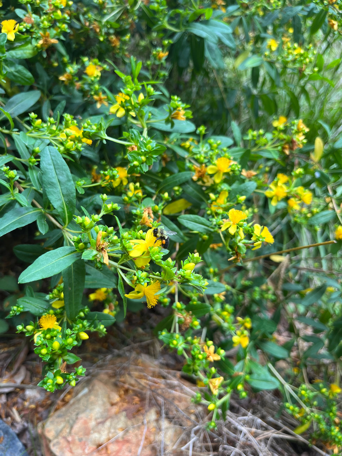 Hypericum prolificum