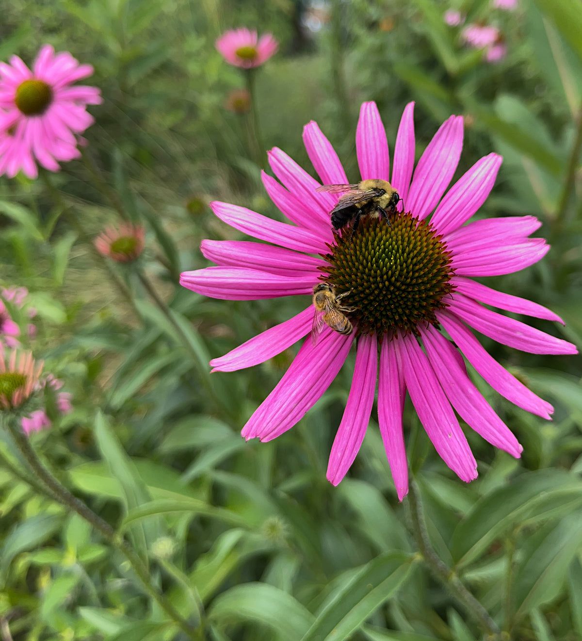 Echinacea purpurea