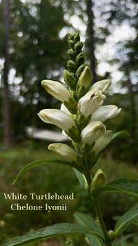 Chelone glabra