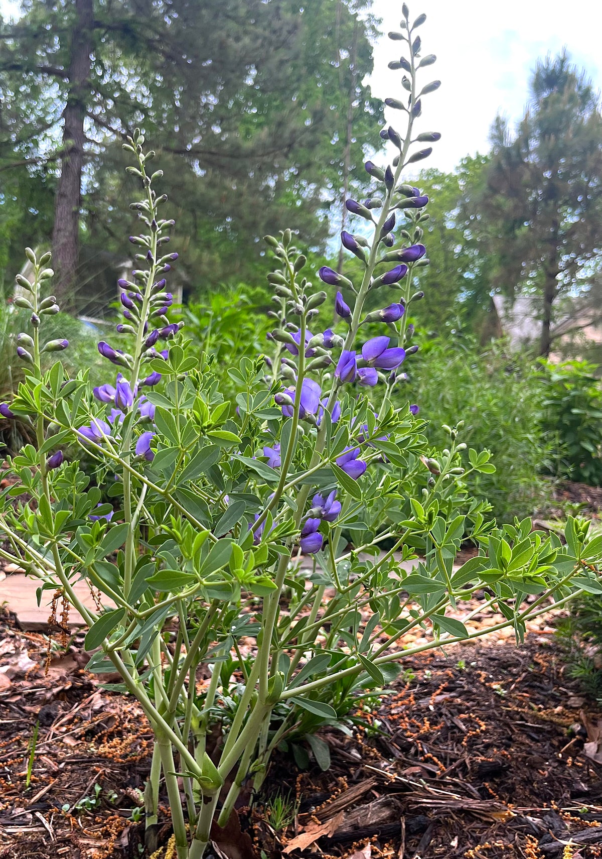 Baptisia minor