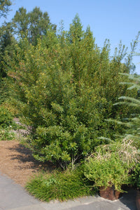 Morella cerifera