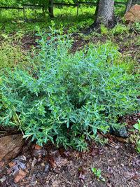 Hypericum frondosum