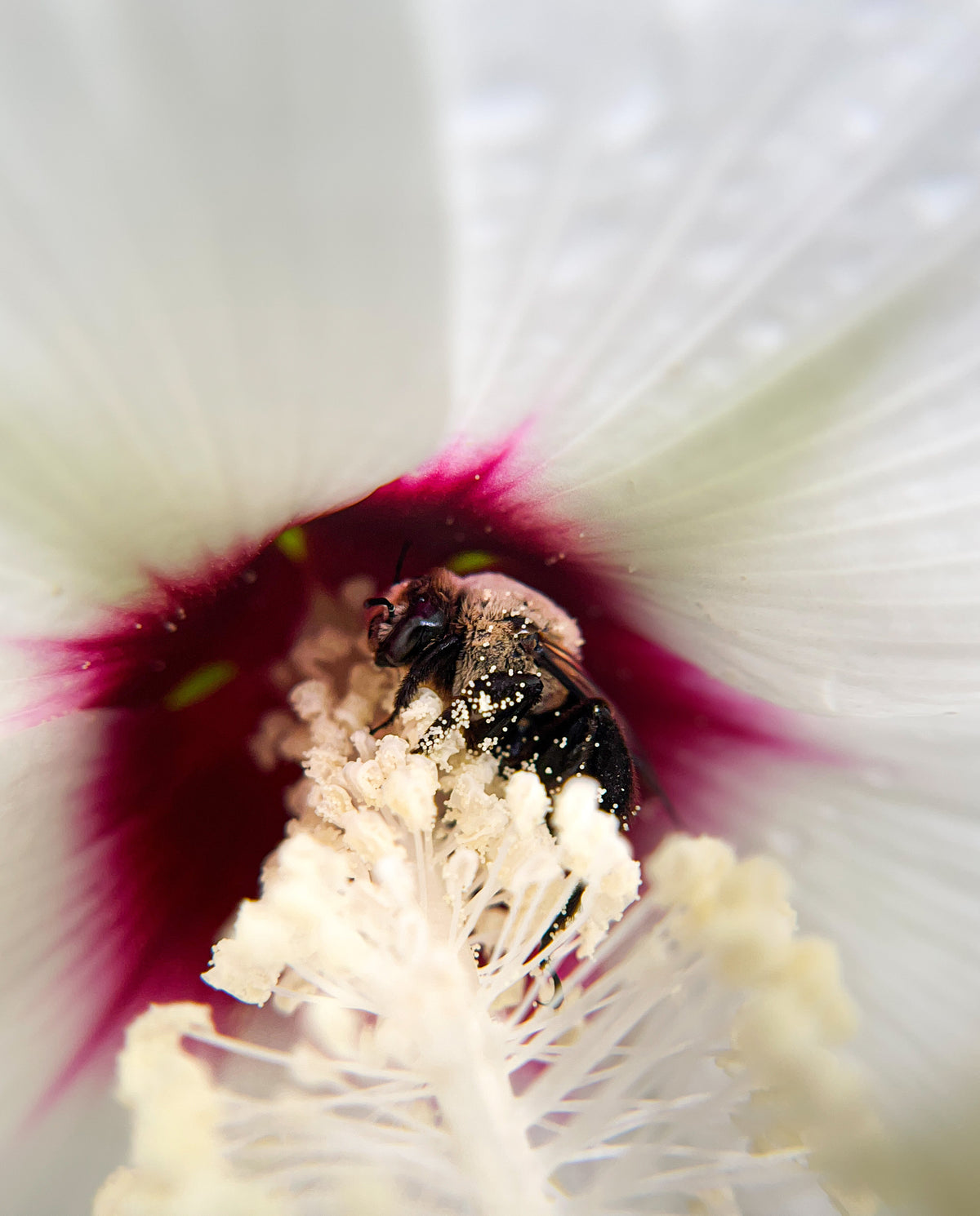 Hibiscus moscheutos