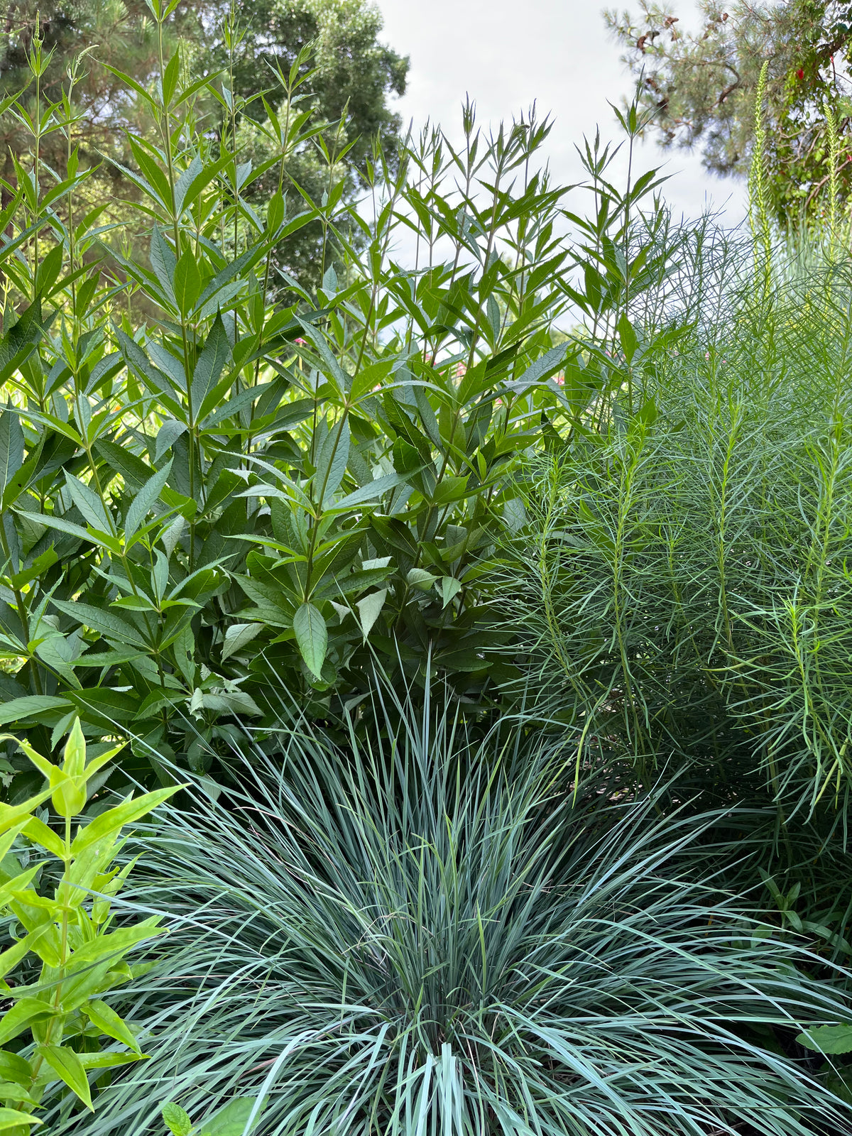 Schizachyrium scoparium 'Prairie Blues'