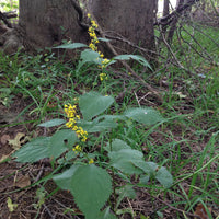 Solidago flexicaulis