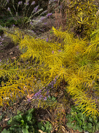 Amsonia hubrichtii