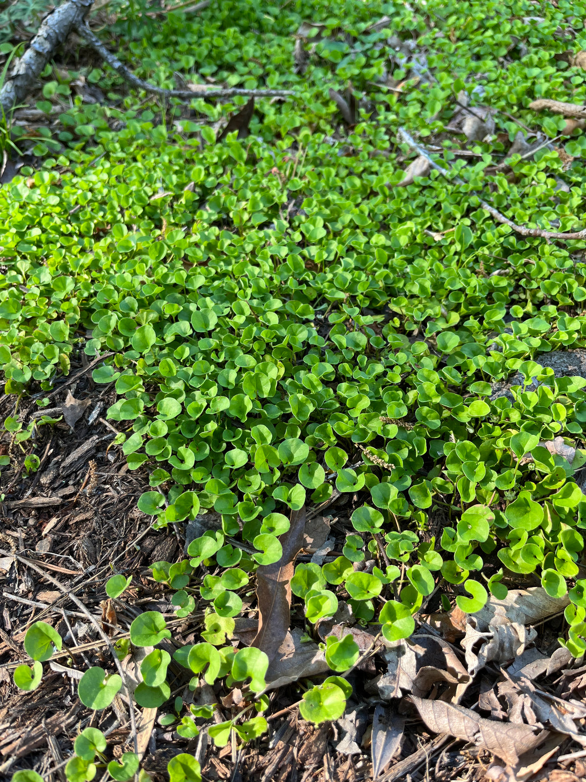 Dichondra carolinensis