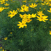 Coreopsis verticillata