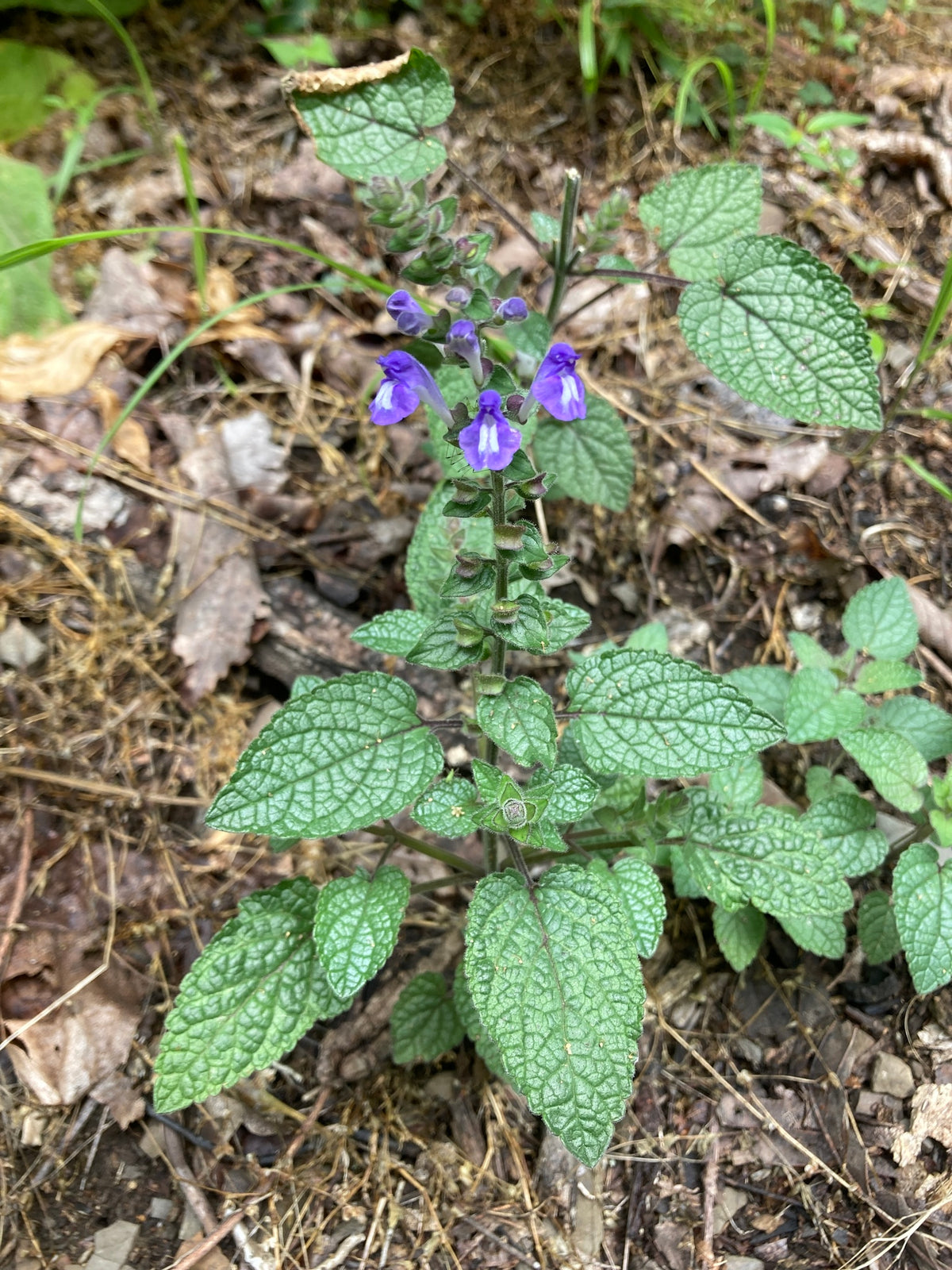 Scutellaria ovata var. rugosa