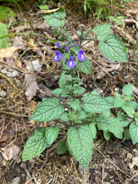 Scutellaria ovata var. rugosa