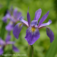 Iris versicolor 'Purple Flame'