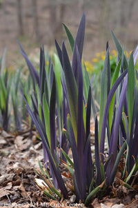 Iris versicolor 'Purple Flame'