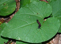 Isotrema macrophyllum