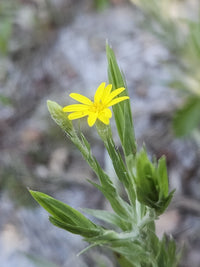 Pityopsis graminifolia