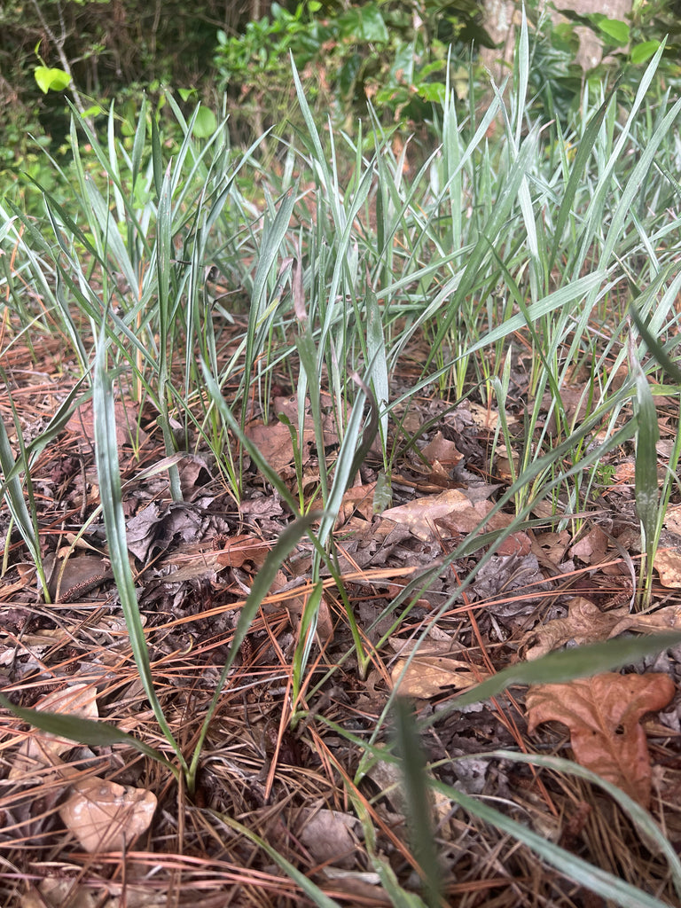 Pityopsis graminifolia