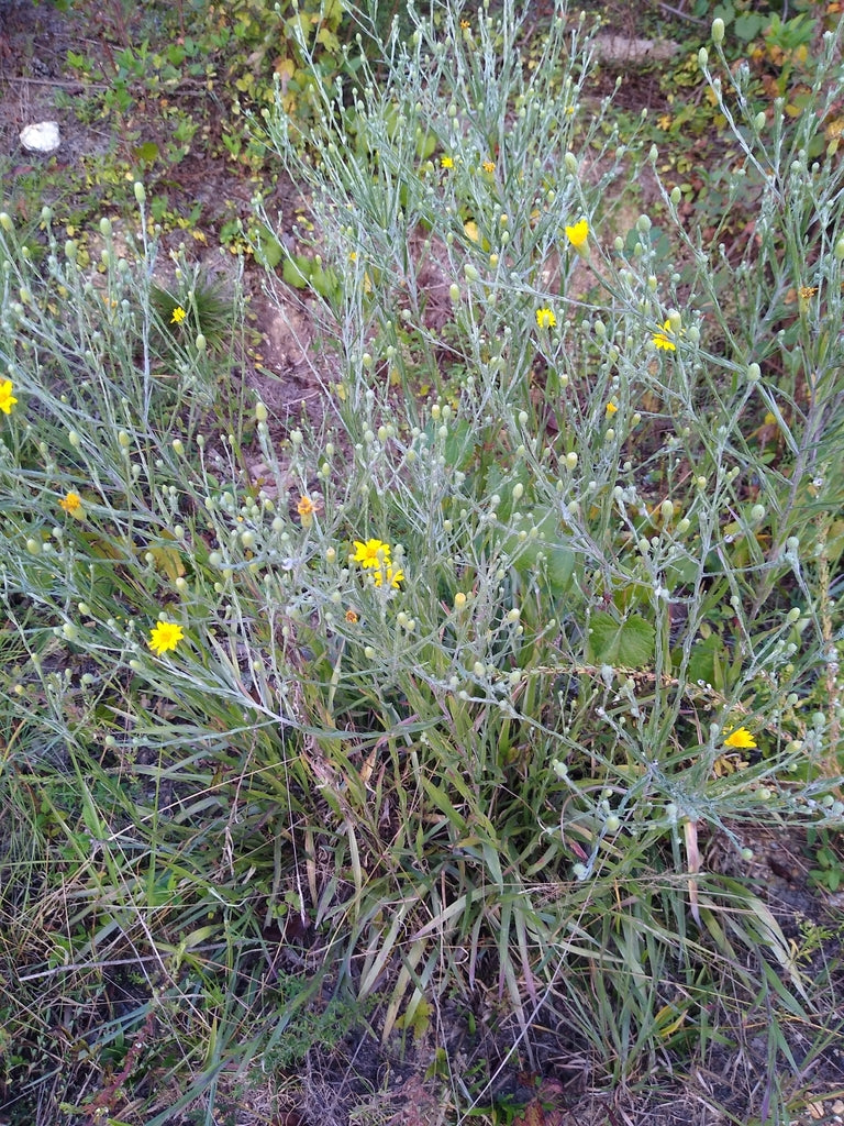 Pityopsis graminifolia