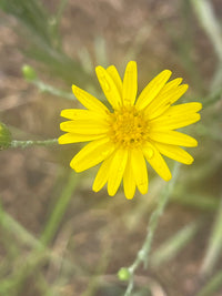 Pityopsis graminifolia