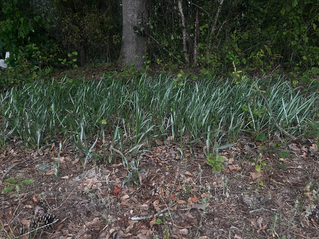 Pityopsis graminifolia