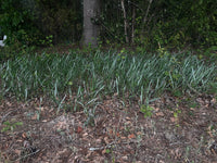 Pityopsis graminifolia