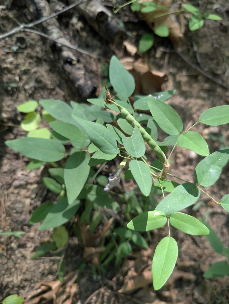 Clitoria mariana