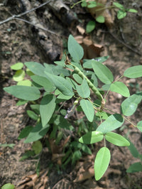 Clitoria mariana