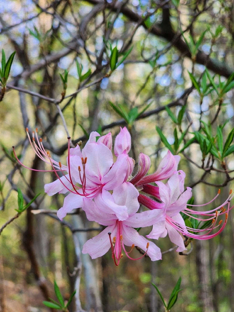 Rhododendron periclymenoides