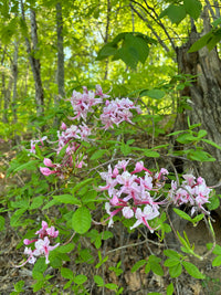 Rhododendron periclymenoides
