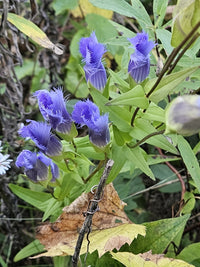 Gentianopsis crinita