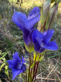 Gentianopsis crinita