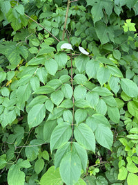 Aralia spinosa