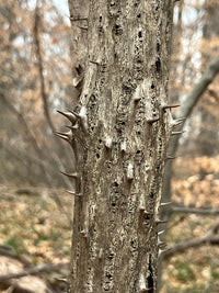 Aralia spinosa