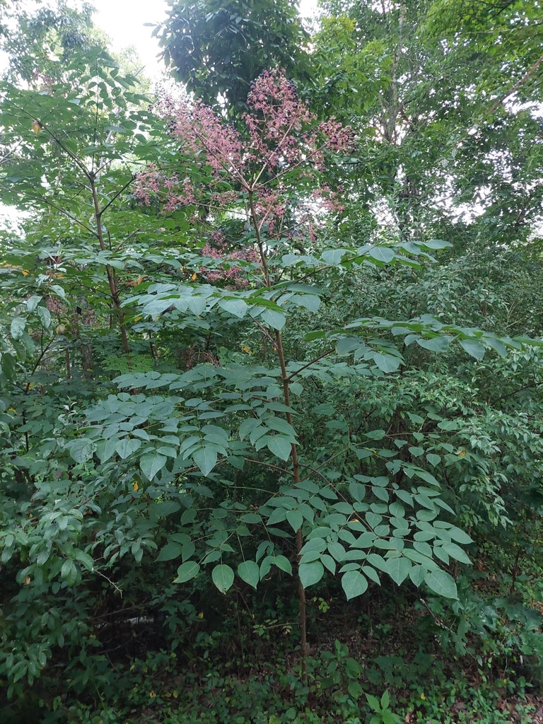Aralia spinosa