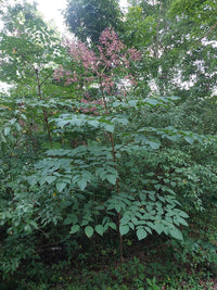 Aralia spinosa