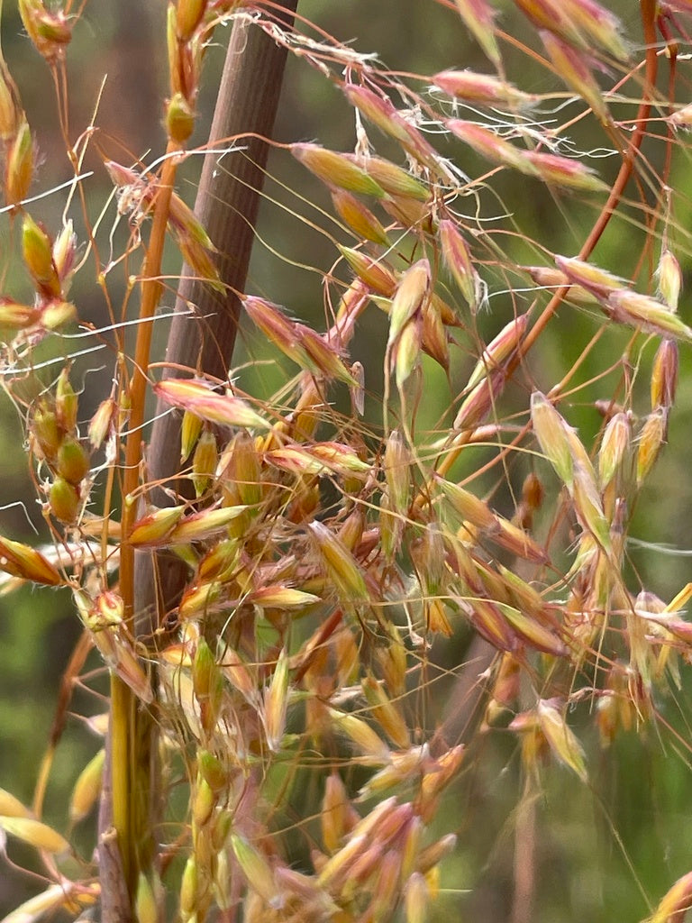 Sorghastrum nutans