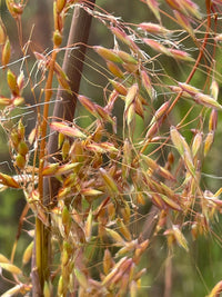 Sorghastrum nutans
