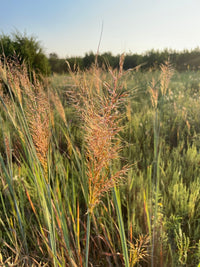 Sorghastrum nutans