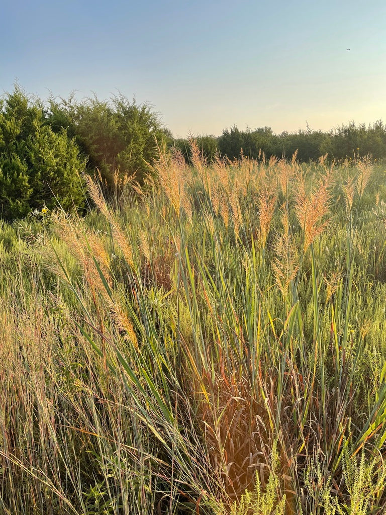 Sorghastrum nutans