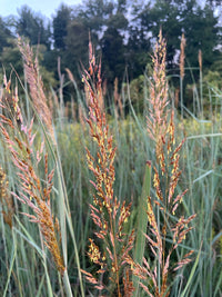 Sorghastrum nutans