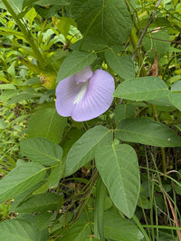 Centrosema virginianum
