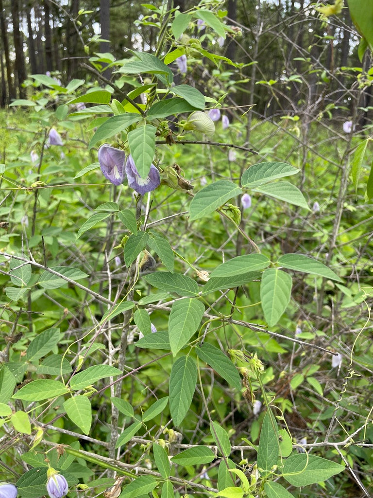 Centrosema virginianum