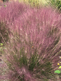 Muhlenbergia capillaris