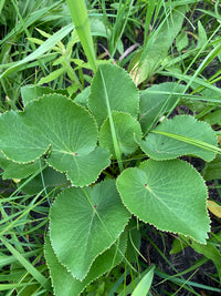 Zizia aptera