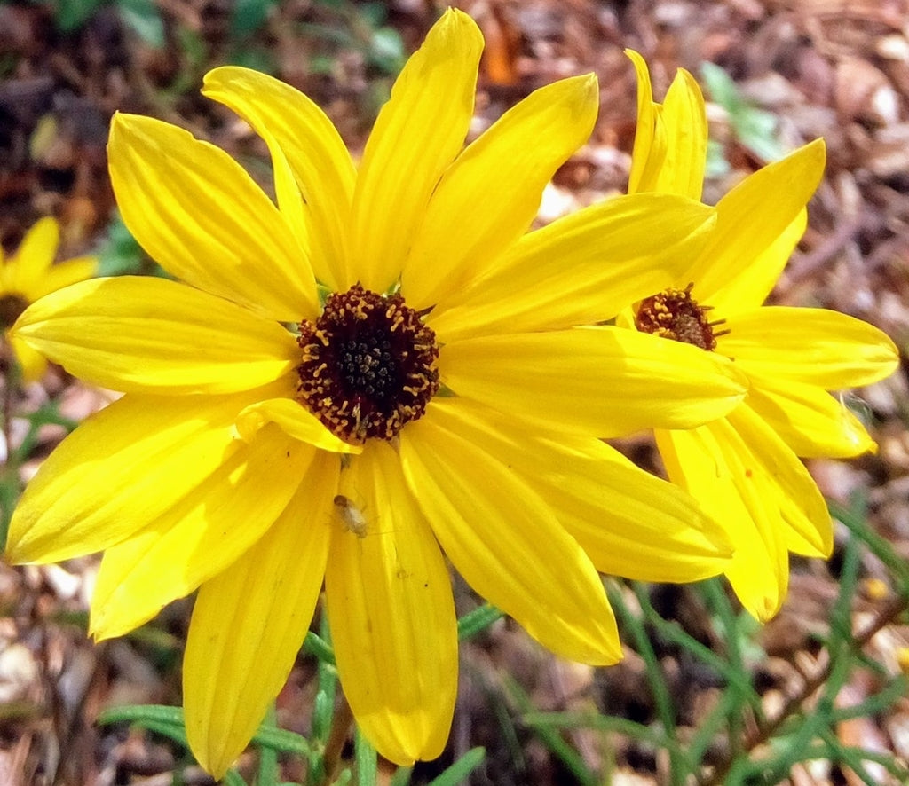 Helianthus angustifolius