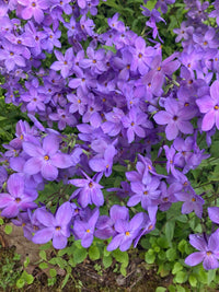 Phlox stolinifera 'Sherwood Purple'