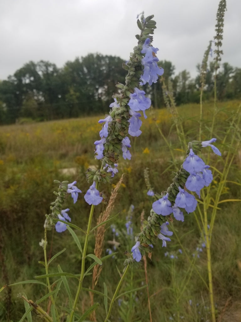 Salvia azurea – Flower of Carolina