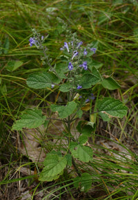 Scutellaria ovata var. rugosa