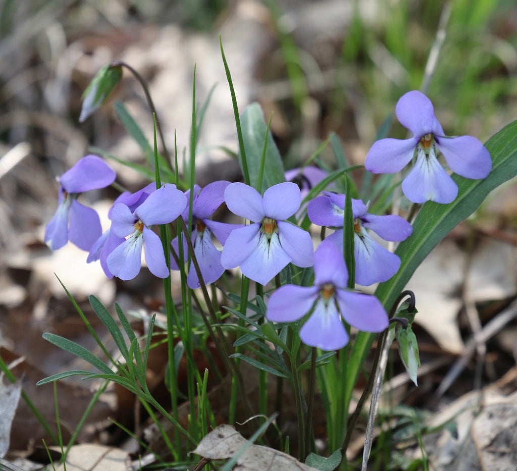 Viola pedata