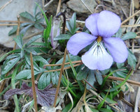 Viola pedata