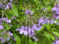 Phlox stolinifera 'Sherwood Purple'